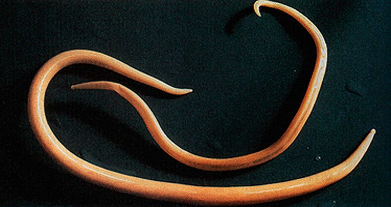 Parasitic worms that can enter the human body