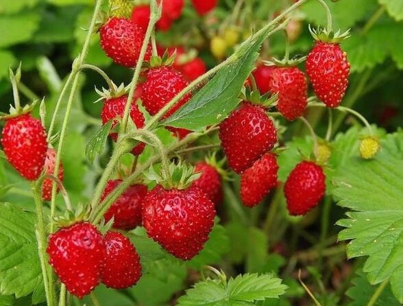 Give a strawberry