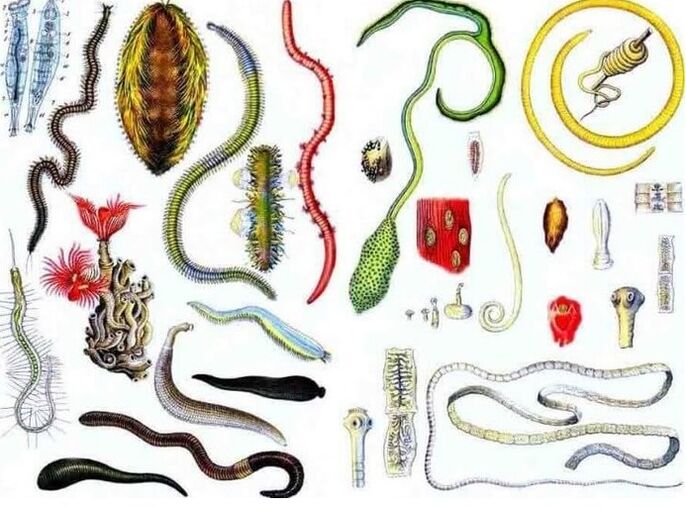 Type of parasites