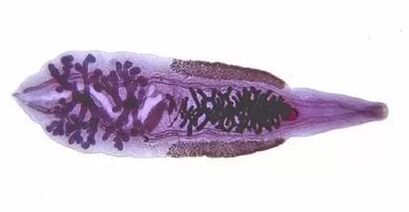 Koshachi or Siberia Bicarry