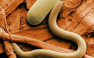 The cause of worms in humans