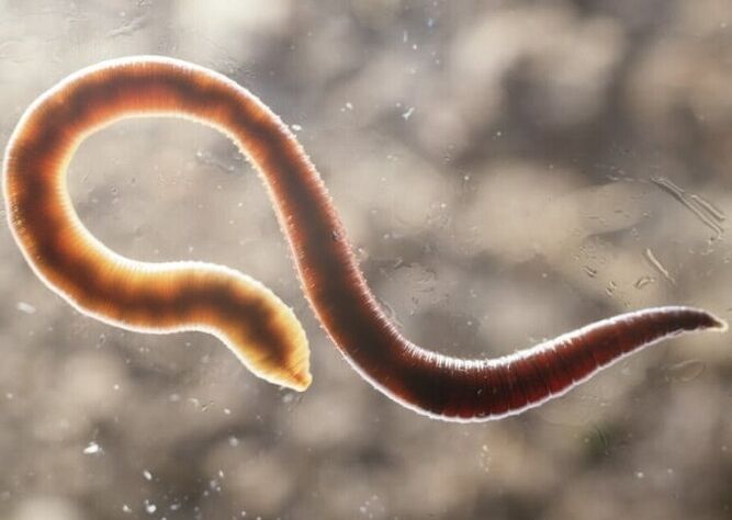 parasitic worms from the human body