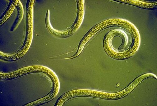 Nematodes are parasitic worms that live in the small intestine of humans
