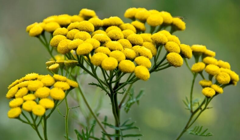 tansy to get rid of parasites