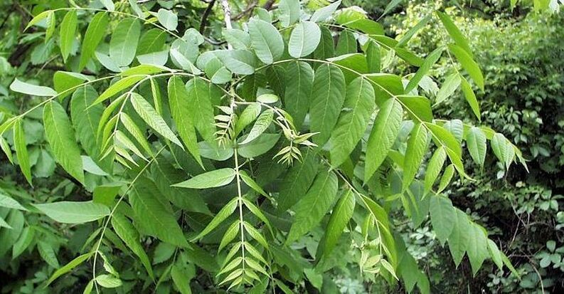 walnut leaves to get rid of parasites
