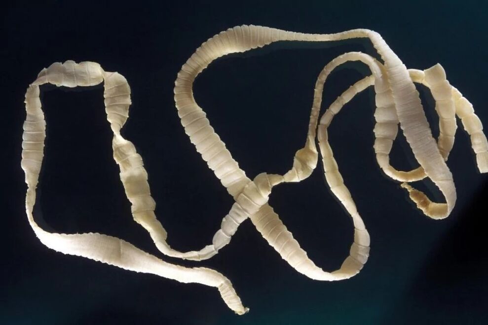 tapeworms, parasites of the human body